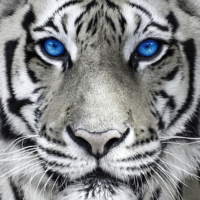 水晶珠光粉Xirallic®  NXT Tigris Blue 猛虎蓝