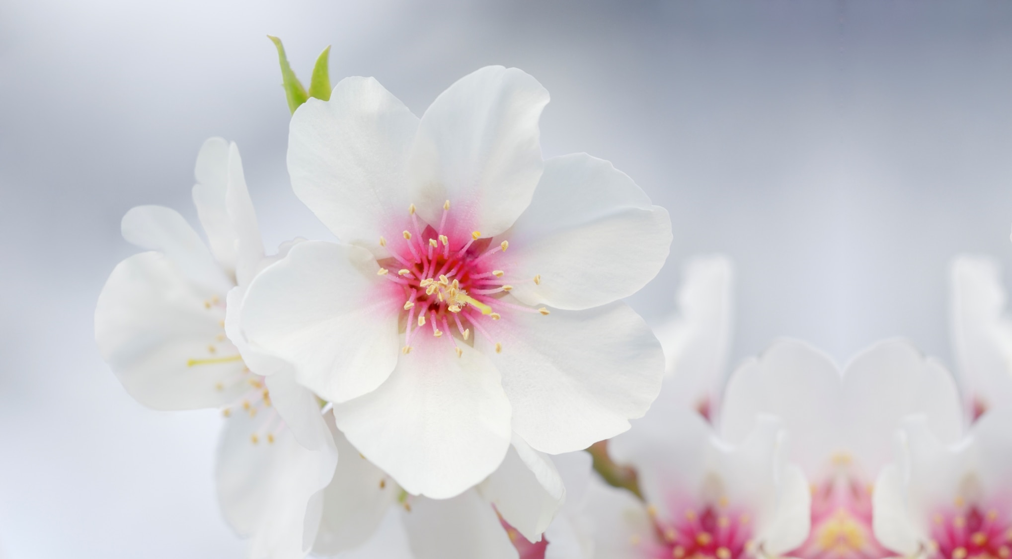 默克可食用珠光Candurin NXT Silver Blossom樱花白