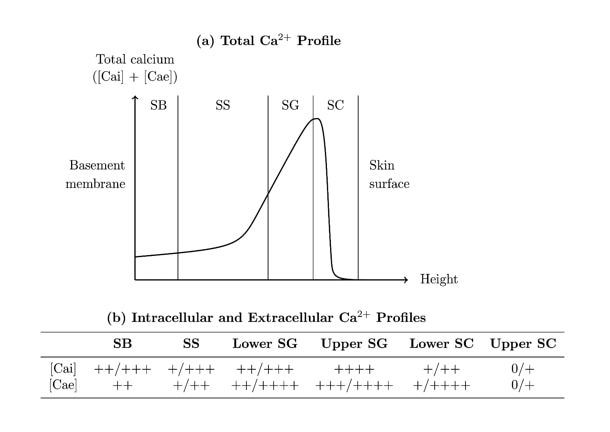 RonaCare® Epintegrity 伊肤因与皮肤中钙梯度