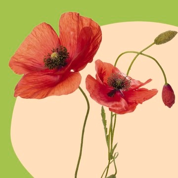 RonaCare&#174; Poppy SE active ingredient, skin care, firming, anti-aging, ECOCERT